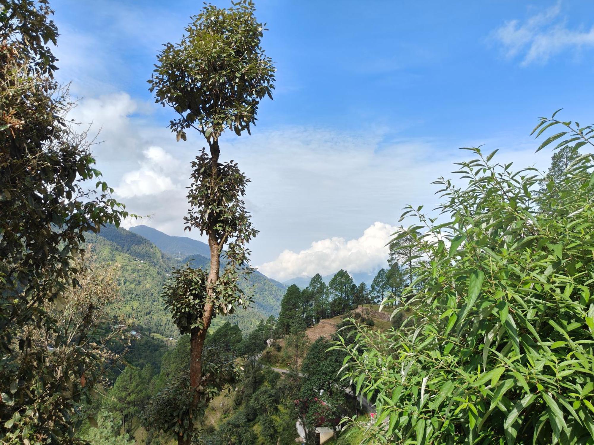 Himwanderer Camps & Cottages Pangot Nainital Exterior photo
