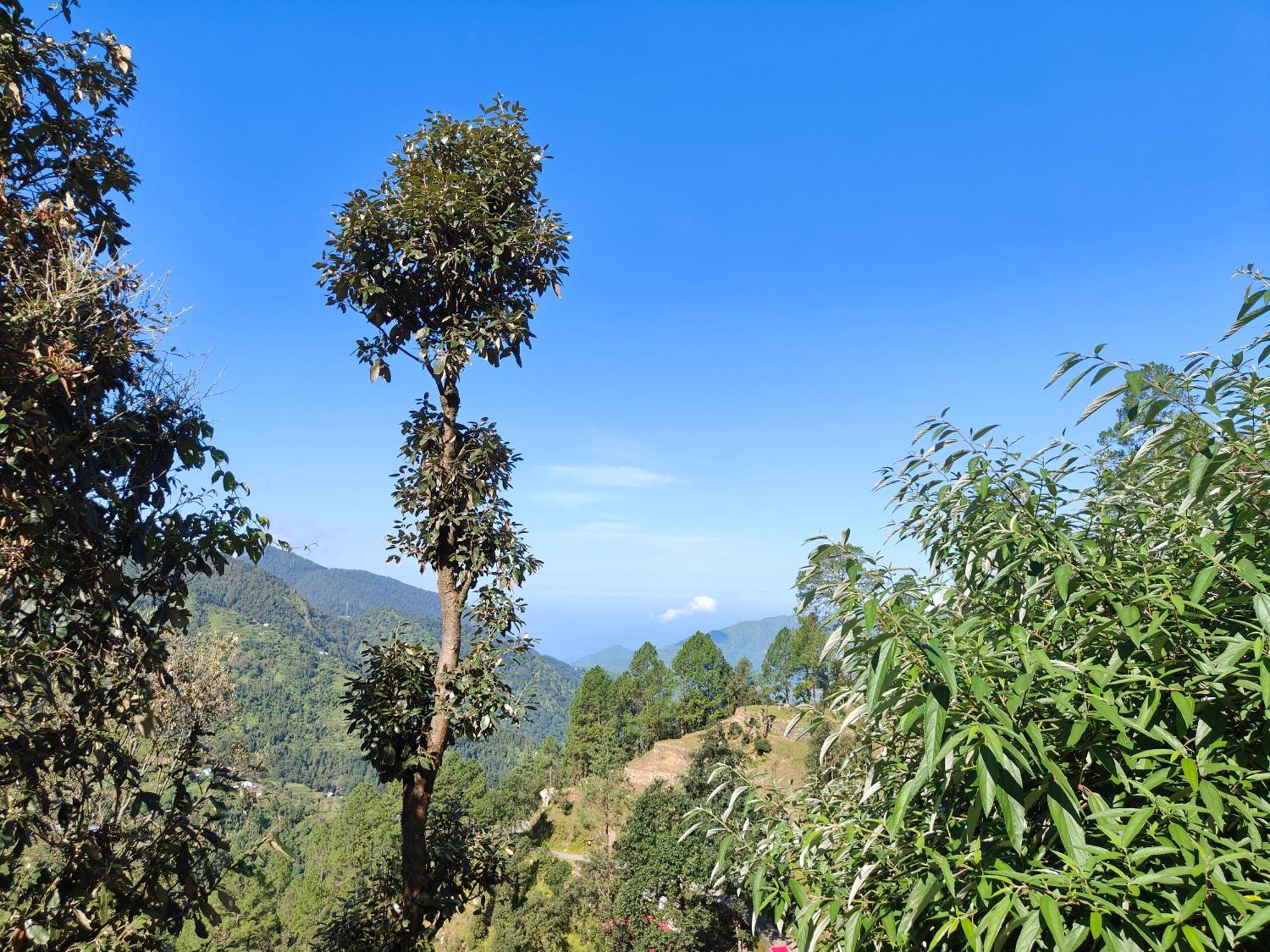 Himwanderer Camps & Cottages Pangot Nainital Exterior photo